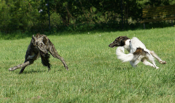 Silken Windhound Junghunde beim Toben, SilkenJoy