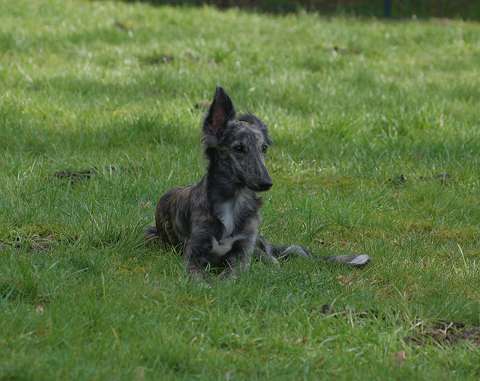 Morgaine of SilkenJoy - Silken Windhound Welpe