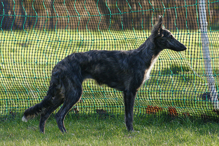 Silken Windhound Hündin Morgaine of SilkenJoy