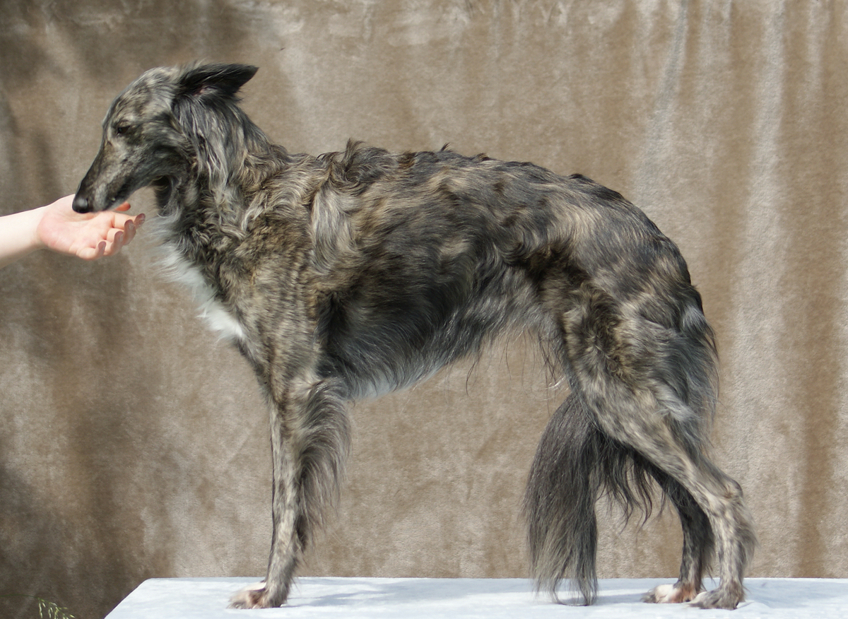 Morgaine of SilkenJoy, Silken Windhound