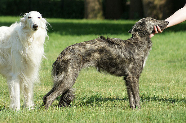 Silken Windhounds Tanner´s Bayaan und Morgaine of SilkenJoy