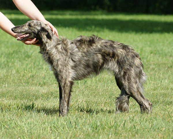 Silken Windhound Hündin Morgaine of SilkenJoy