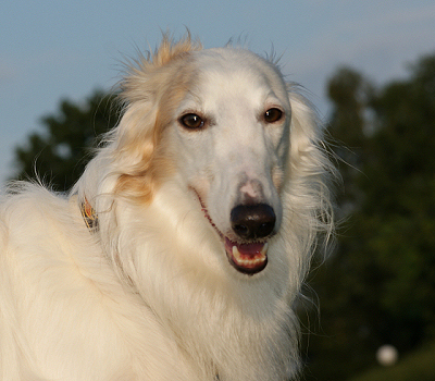 Silken Windhound Tanner´s Bayaan