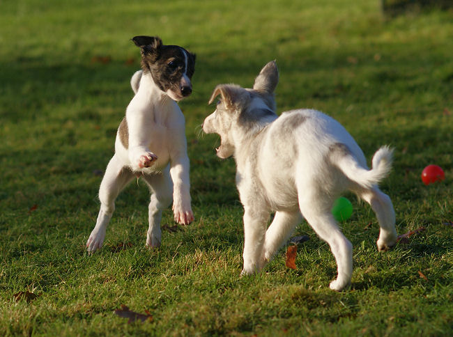 Silken Windhound Welpen / puppies