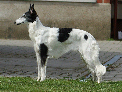 Kristull Halona SilkenJoy - Silken Windhound