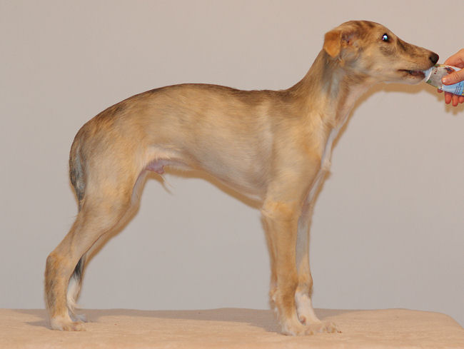 Aslan of SilkenJoy - Silken Windhound