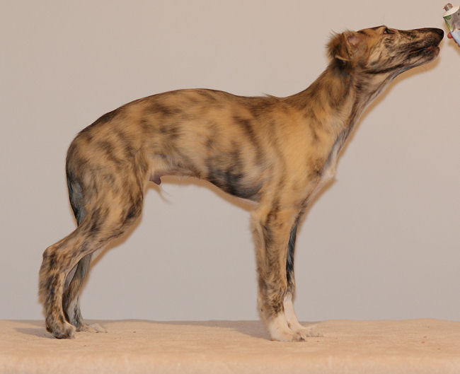 Prince Caspian of SilkenJoy - Silken Windhound