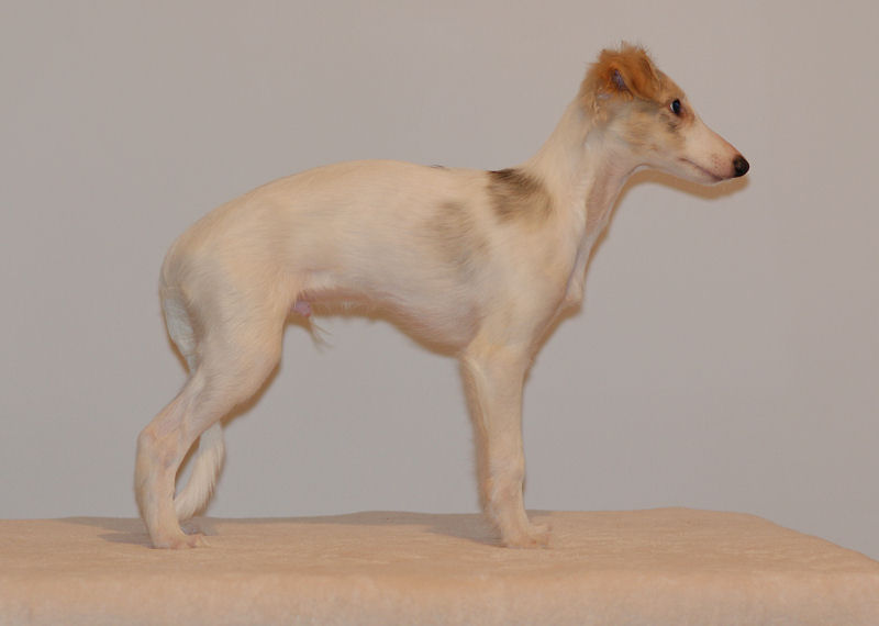 Faolan of SilkenJoy - Silken Windhound