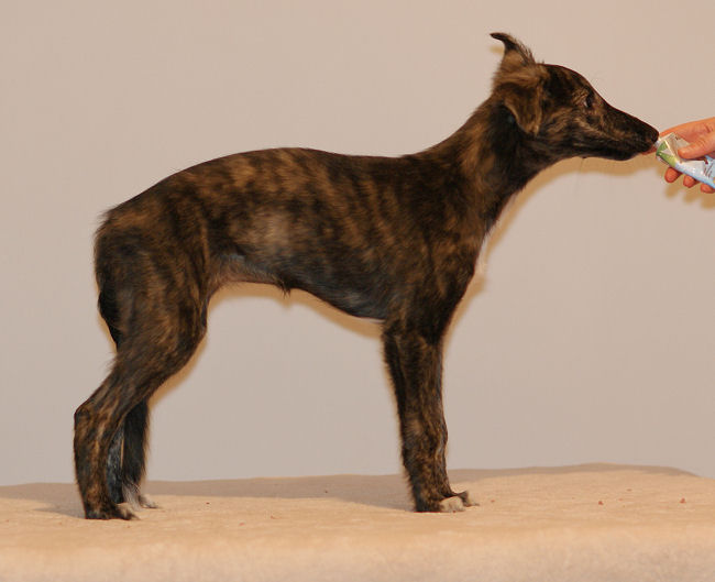 Morgaine of SilkenJoy - Silken Windhound puppy / Welpe