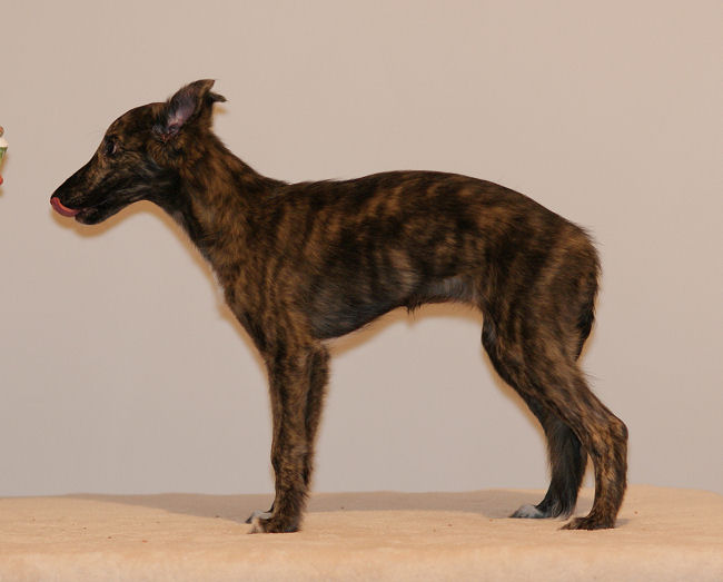 Silken Windhound puppy, Morgaine of SilkenJoy