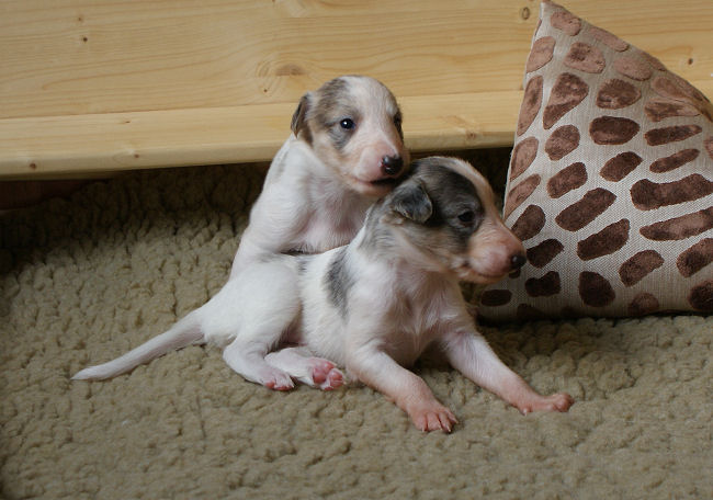 Merlin und Faolan of SilkenJoy - Silken Windhound Welpen