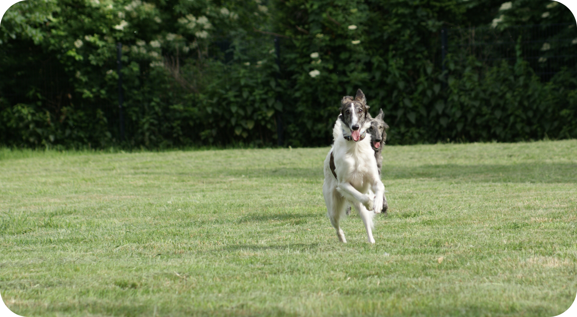 Silken Windhound spielt auf einer Wiese