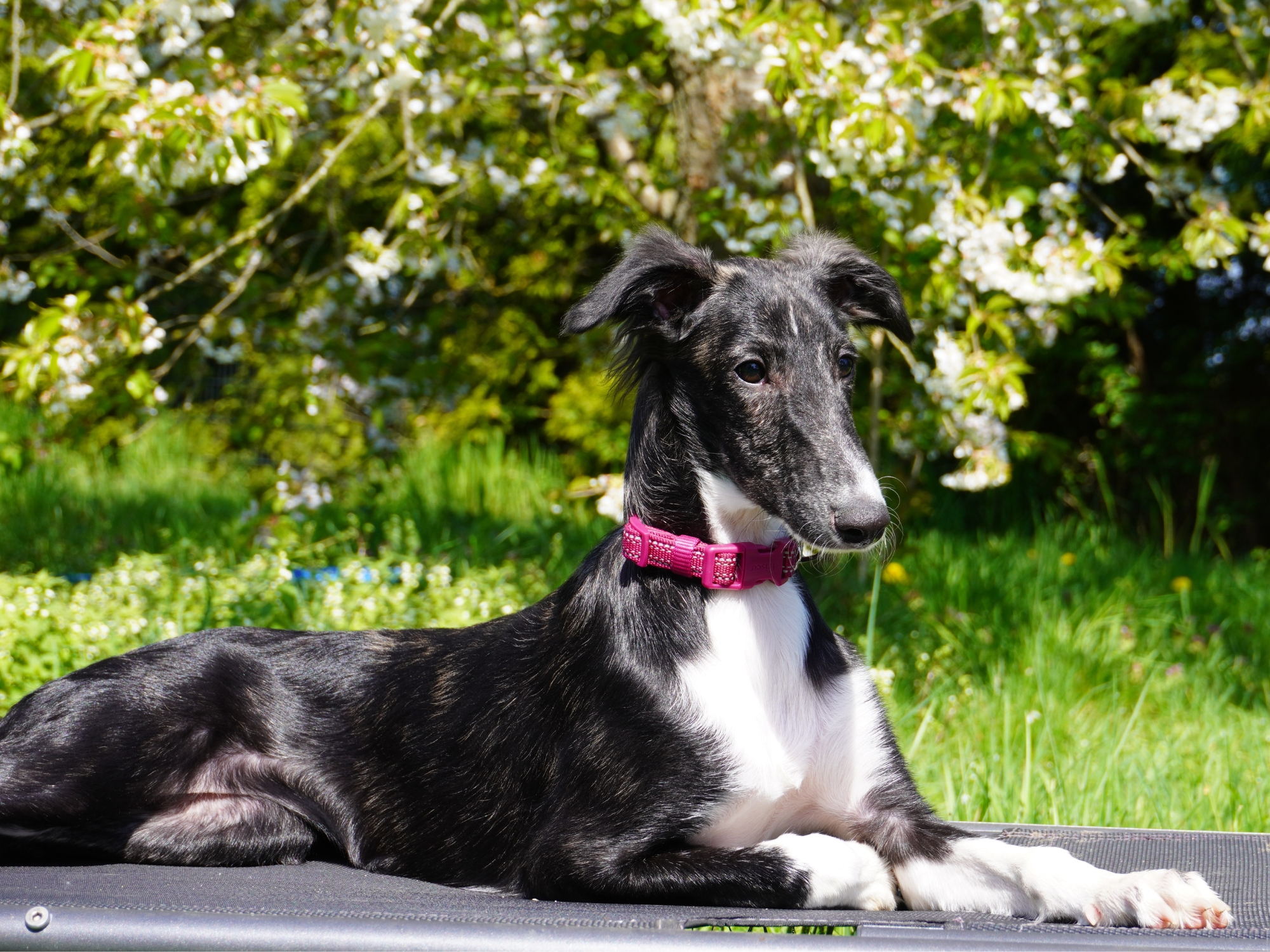 Silken Windhound Welpe Maggie