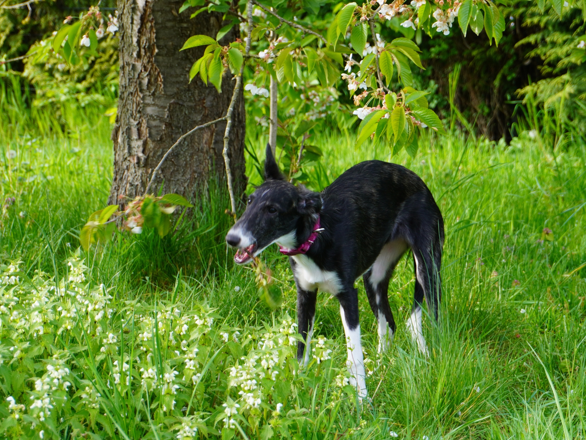 Silken Windhound Maggie