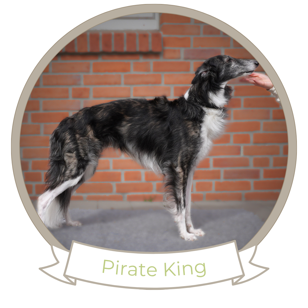 Pirate King - Silken Windhound