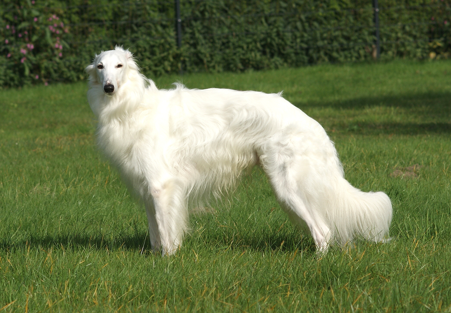Silken Windhound Bayaan
