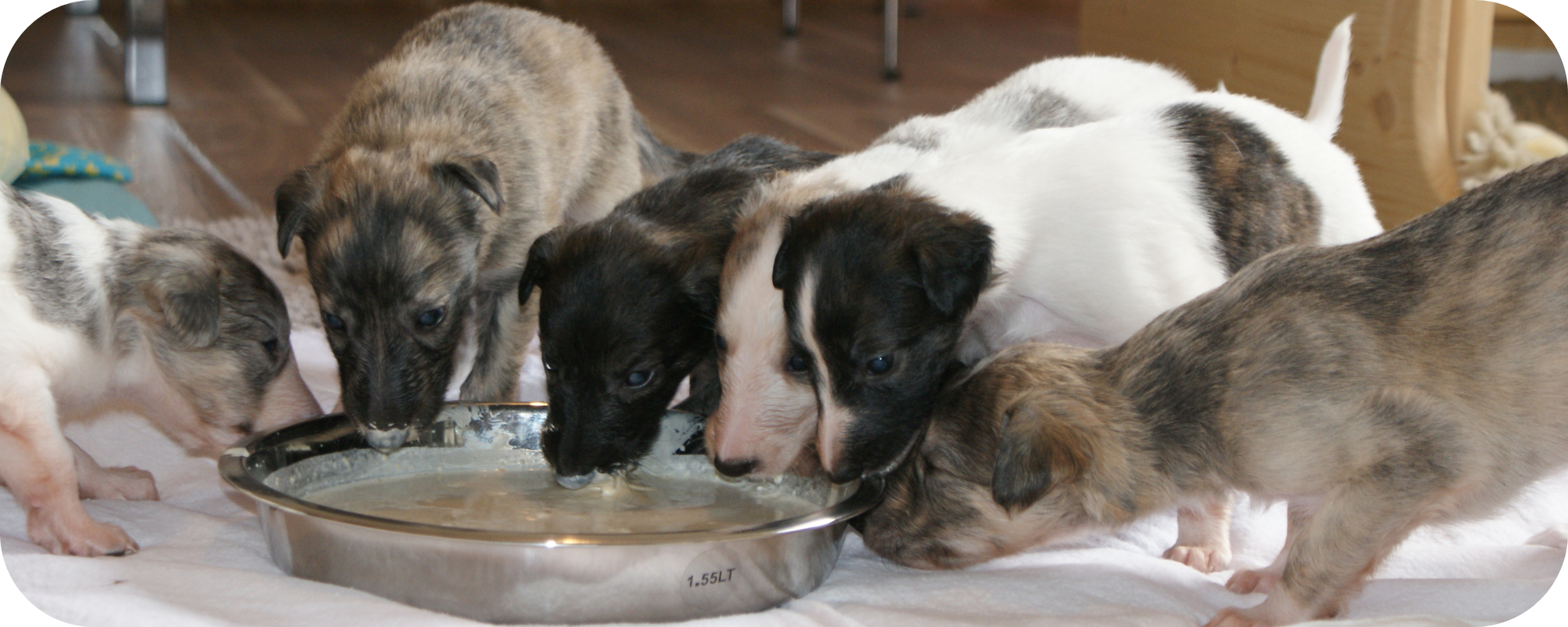 Welpen Silken Windhounds